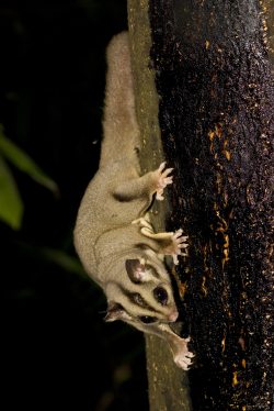 sugar-glider-australia