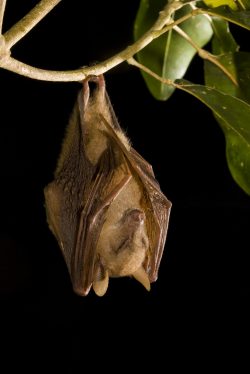 eastern-blossom-bat-australia