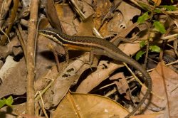 skink-carlia-rostralis-australia
