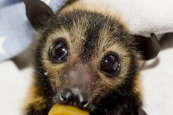 spectacled-flying-fox-australia