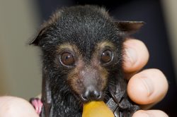 spectacled-flying-fox-australia-2