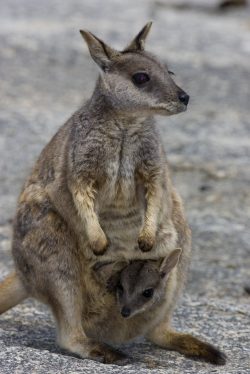 mareeba-rock-wallaby-australia-2