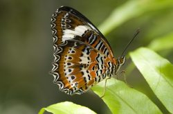 orange-lacewing-cethosia-penthesilea-australia