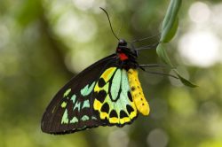 cairns-birdwing-butterfly-ornithoptera-priamus-australia