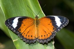orange-lacewing-cethosia-penthesilea-australia-2