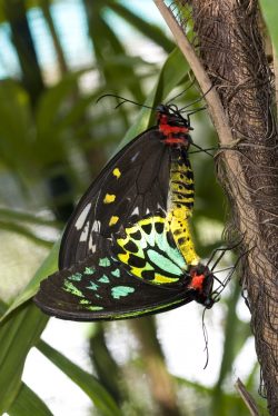 cairns-birdwing-butterfly-ornithoptera-priamus-australia-2