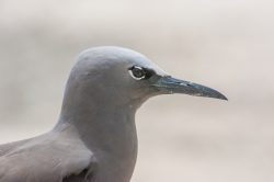 black-noddy