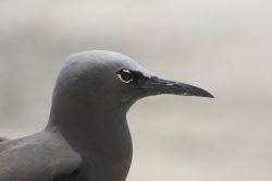 black-noddy-2