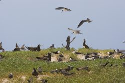 seabird-nesting-michaelmas-cay-australia