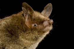 short-tailed-bat-mystacina-tuberculata-new-zealand