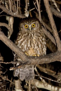 morepork-owl-new-zealand-2