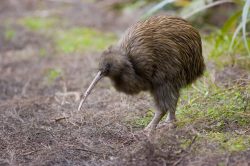 brown-kiwi-apteryx-australis-new-zealand