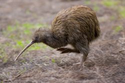 brown-kiwi-apteryx-australis-new-zealand-2