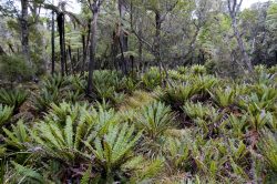 native-forest-stewart-is-new-zealand