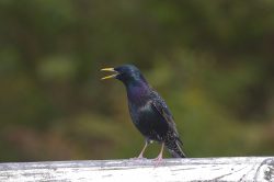 common-starling-sturnus-vulgaris-new-zealand