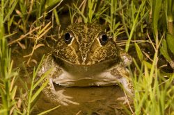 burrowing-frog-cyclorana-novaehollandiae-australia