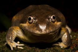 eastern-banjo-frog-limnodynastes-dumerilii-australia