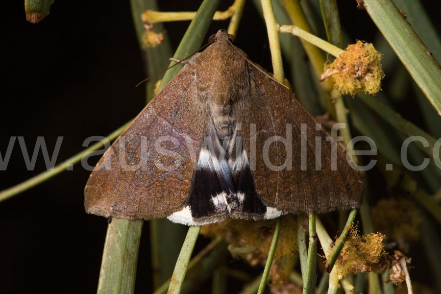 noctuid-moth-species-achaea-argilla-3