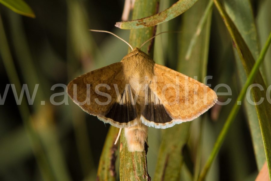 Australian commercial pest insects