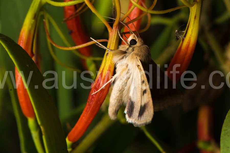 australian-bollworm-moth-helicoverpa-punctigera-4