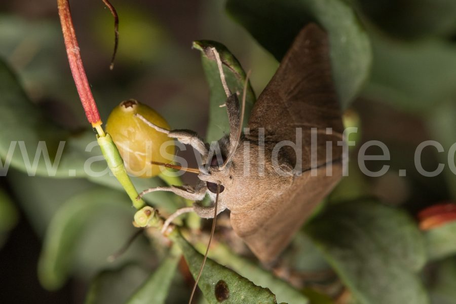 noctuid-moth-species-achaea-argilla-4