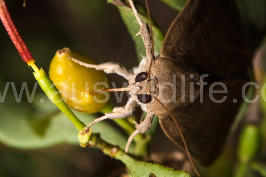 noctuid-moth-species-achaea-argilla-5
