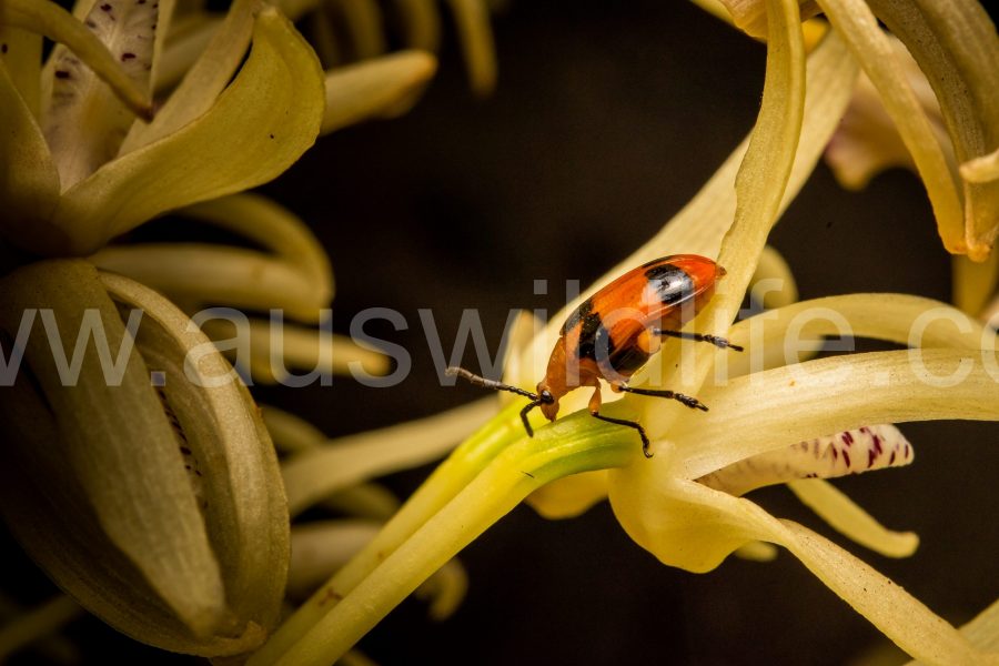 dendrobium-beetle-stethopachys-formosa