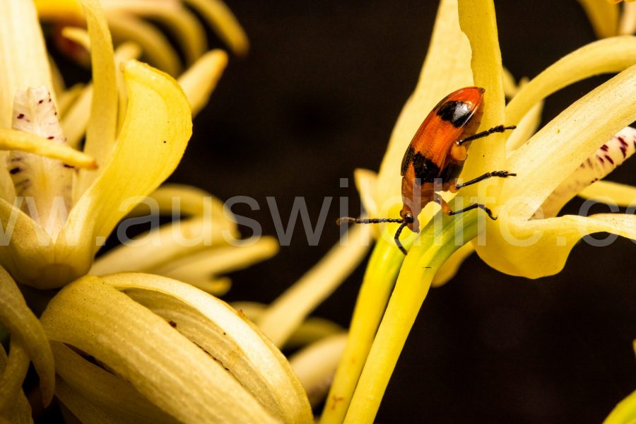 dendrobium-beetle-stethopachys-formosa-2