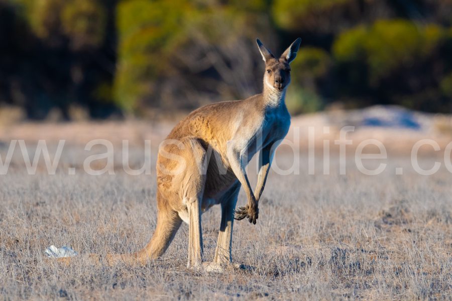 western-grey-kangaroo-macropus-fulignosus-2