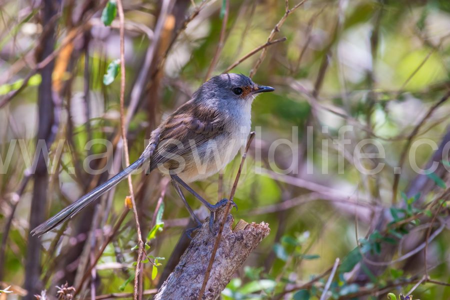 red-winged-fairy-wren-malurus-elegans