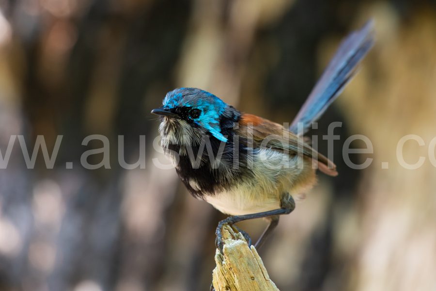 red-winged-fairy-wren-malurus-elegans-2