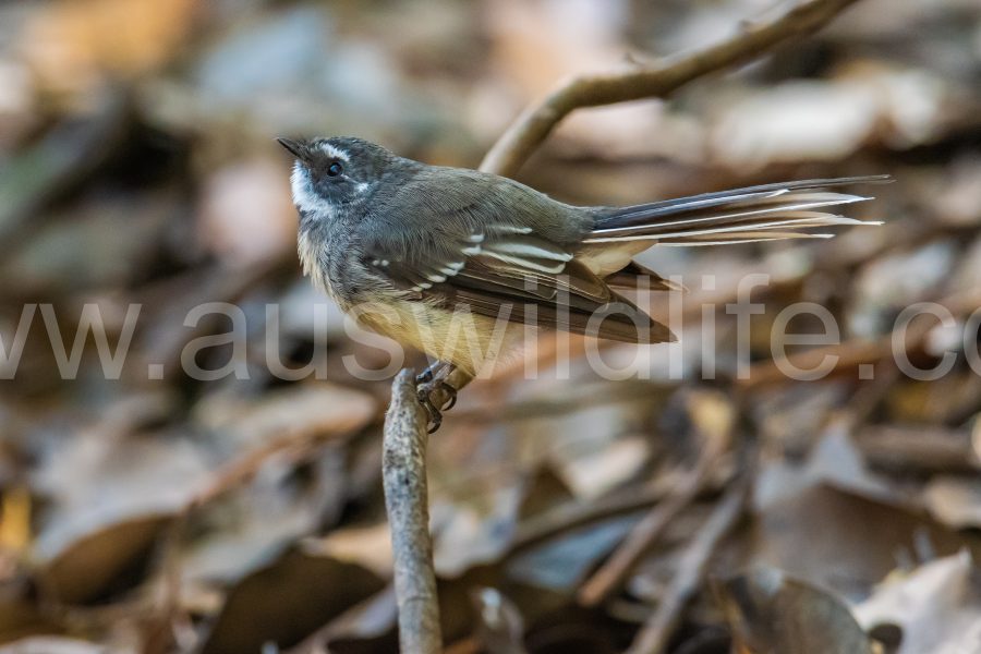 grey-fantail-riphidura-albiscapa