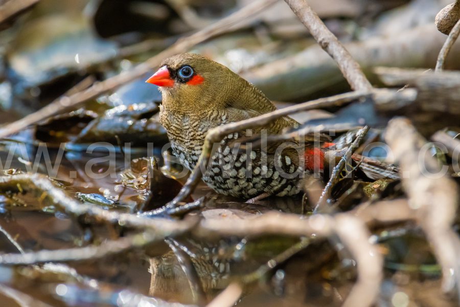 red-eared-firetail-finch-stagonopleura-oculata