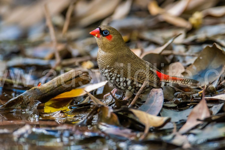 red-eared-firetail-finch-stagonopleura-oculata-2