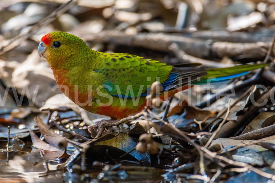 western-rosella-platycercus-venustus-2
