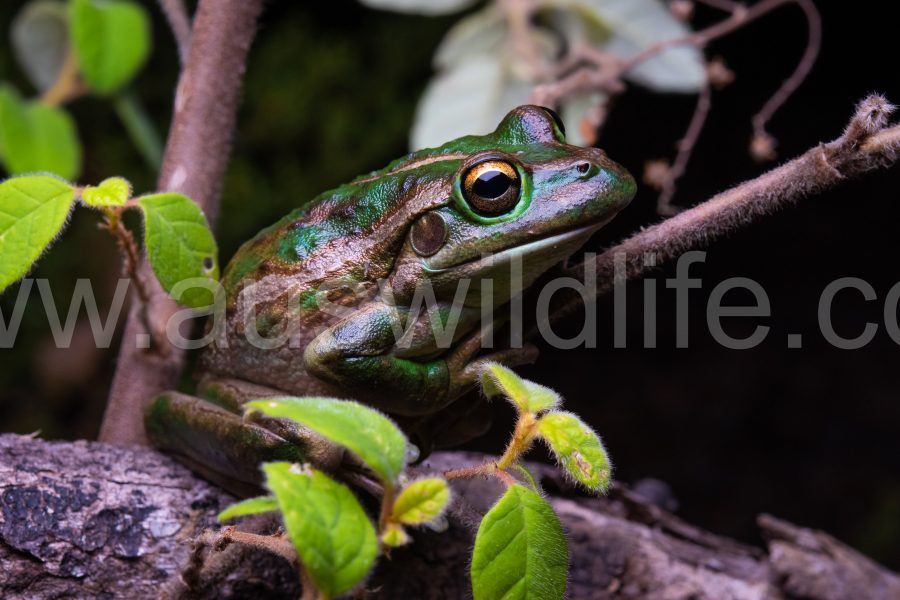 motorbike-frog-litoria-moorei-2