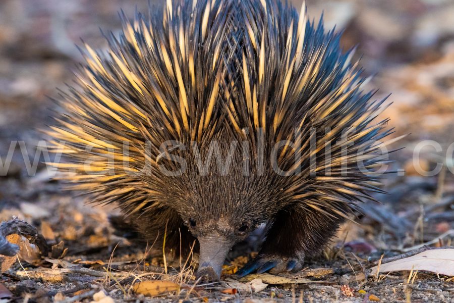 echidna-tachyglossus-aculeatus-9