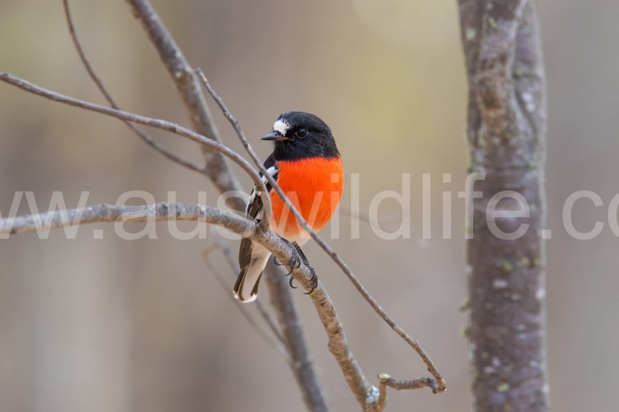 scarlet-robin-petroica-boodang-2