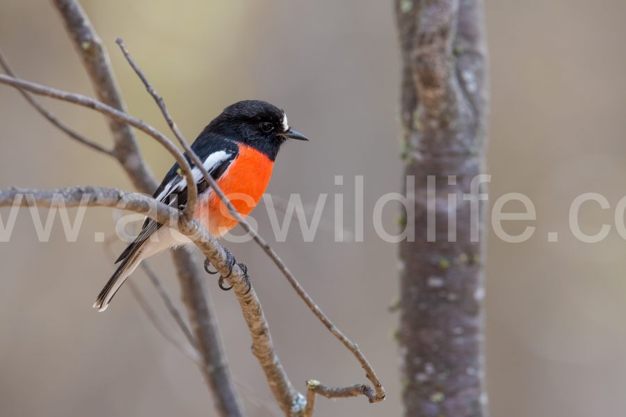 scarlet-robin-petroica-boodang-3