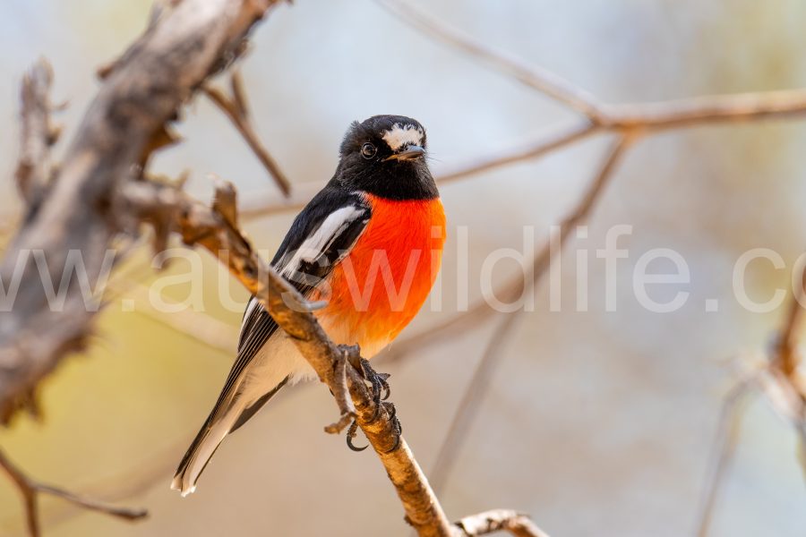 scarlet-robin-petroica-boodang-4