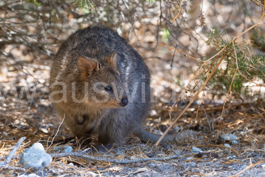 quokka-setonix-brachyurus