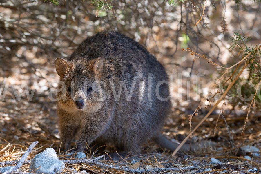 quokka-setonix-brachyurus-2