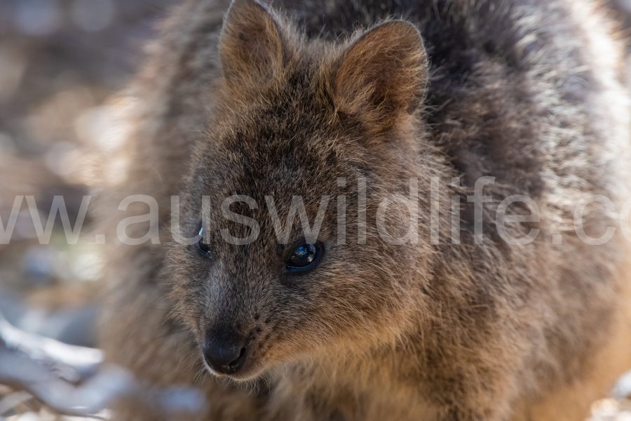 quokka-setonix-brachyurus-5