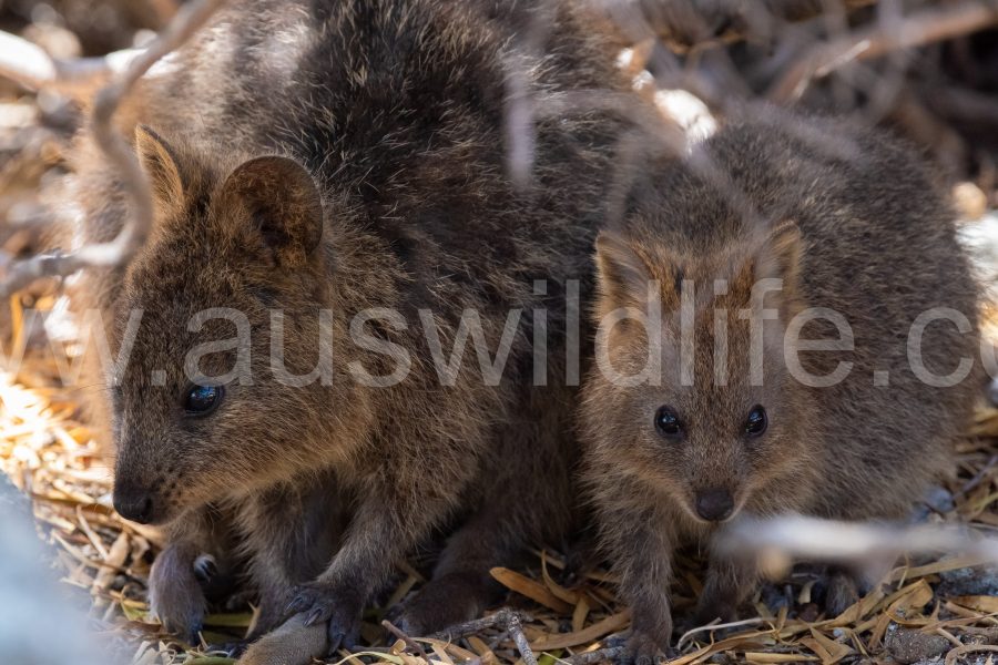 quokka-setonix-brachyurus-6