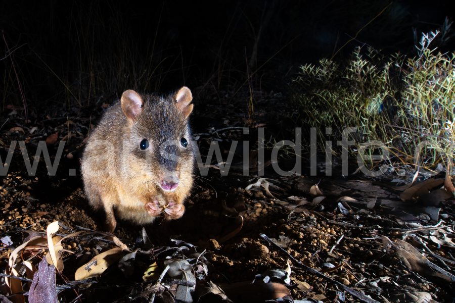 woylie-brush-tailed-bettong-bettongia-penicillata
