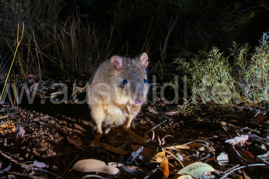 woylie-brush-tailed-bettong-bettongia-penicillata-2