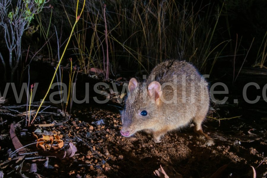 woylie-brush-tailed-bettong-bettongia-penicillata-3