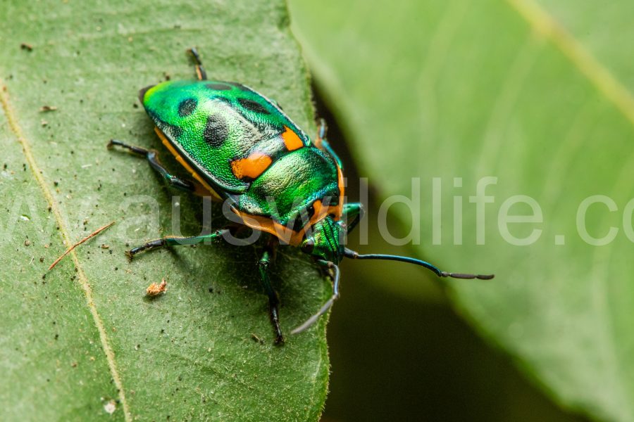 shield-stink-bug-scutiphora-pedicellata