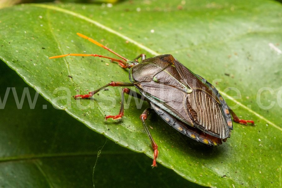 bronze-orange-bug-musgraveia-sulciventris-2