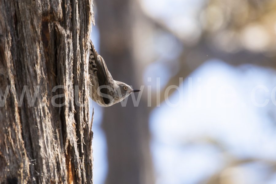 varied-sitella-daphoenositta-chrysoptera-2